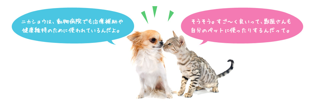 ニカショウは、動物病院でも治療補助や健康維持のために使われているんだよ。そうそう。すご～く良いって、獣医さんも自分のペットに使ったりするんだって。