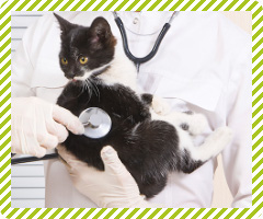 ニカショウに関する主な研究発表