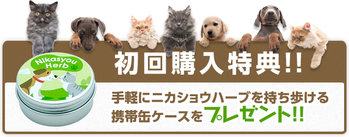 初回購入特典‼